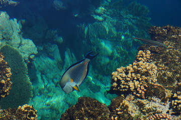 Fototapeta na wymiar Arabian sohal surgeon fish in the natural environment, Red Sea