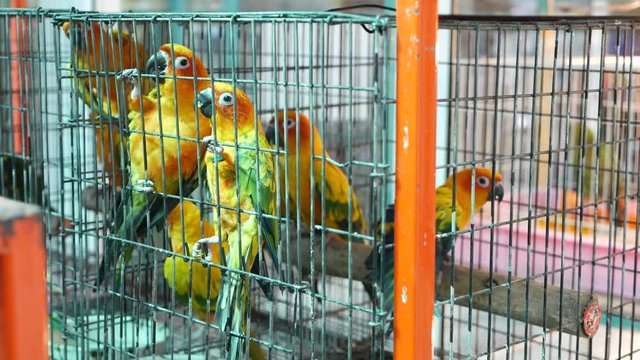 Parrot chicks in cages on pet market. From above birds being kept in small cage on Chatuchak Market in Bangkok, Thailand.