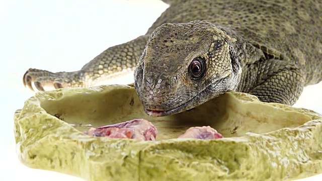 Savannah Monitor Lizard - Varanus exanthematicus eating isolated on a white background. Close up. Macro. Slow motion