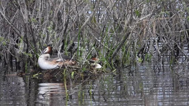 Haubentaucher&nbsp;(Podiceps cristatus) Brut und Nestbau