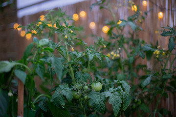 Balkonowa uprawa pomidorów 1