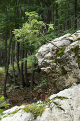 Wind chaser, spruce on a rock in forest on Mount Vogel, Lake Bohinjsko jezero, Bohinj, Slovenia