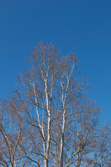 Platanus x hispanica