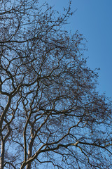 Fototapeta premium Platanus x hispanica