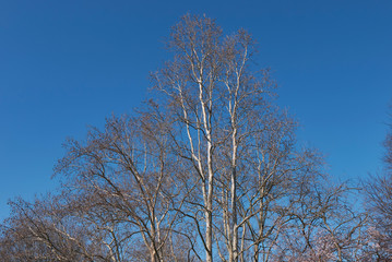 Platanus x hispanica