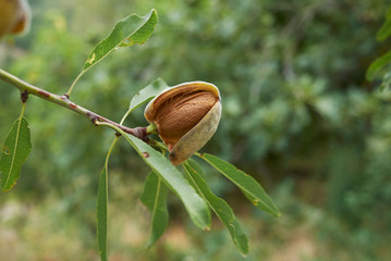 Prunus dulcis