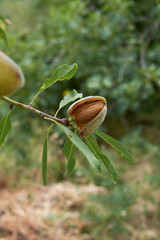 Prunus dulcis
