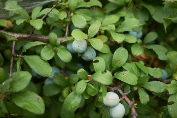 Prunus spinosa