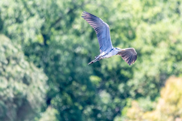 heron in flight
héron en vol
