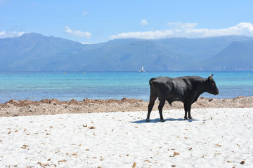 Bull on Plage du Lotu (Loto beach), Desert des Agriates. Corsica island, France