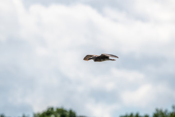 Fototapeta na wymiar heron in flight héron en vol