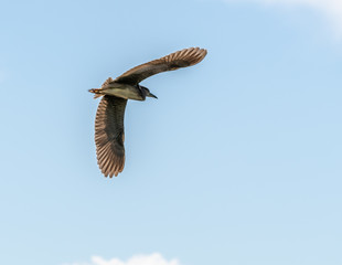 heron in flight
héron en vol
