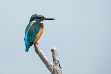 Common Kingfisher on the branch