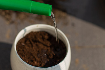 Uprawa trawy dla kotów w doniczce 2 © Maciej