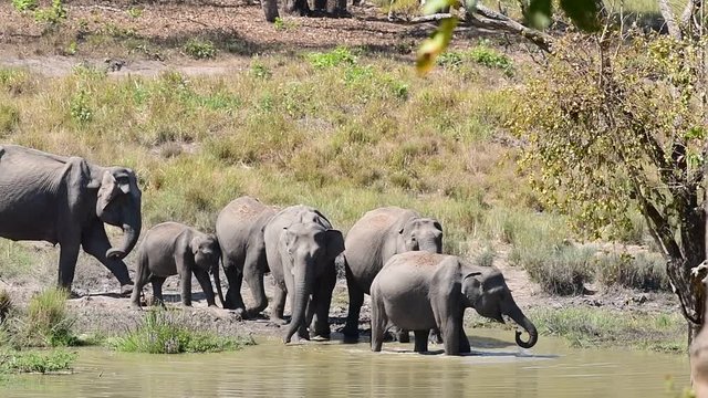 The Asian elephant, also called Asiatic elephant, is the only living species of the genus Elephas and is distributed throughout the Indian subcontinent and Southeast Asia