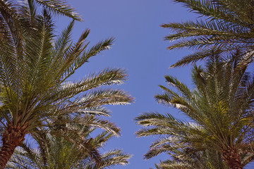 Fototapeta na wymiar Coconut Palm tree with blue sky,retro and vintage tone.