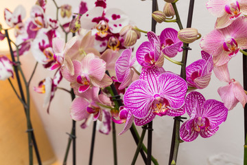 Orchidee