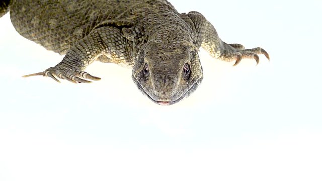 Savannah Monitor Lizard - Varanus exanthematicus on white background. Close up. Macro. Slow motion
