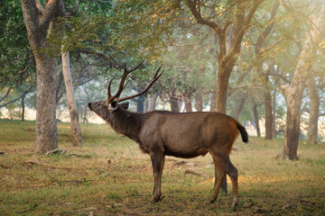 Naklejka na ściany i meble Male sambar (Rusa unicolor) deer eating tree leaves in the forest. Sambar is large deer native to the Indian subcontinent and listed as vulnerable spices. Ranthambore National Park, Rajasthan, India
