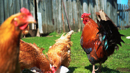 Brown domestic chickens and a rooster eat food on the green spring grass