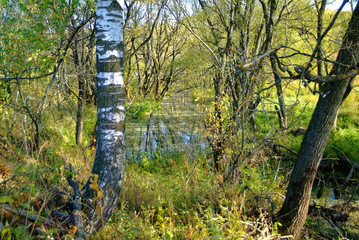 Fototapeta premium small river overgrown with grass and trees, Russia