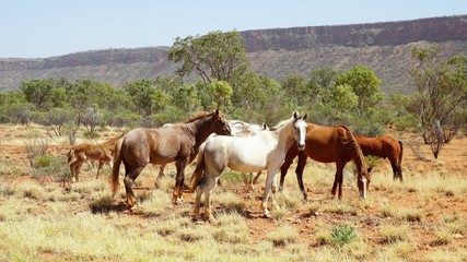 Wildpferde im Outback von Australien, weiß, braun vor einem Canyon © Thomas