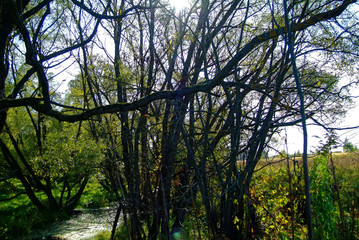 Obraz premium small river overgrown with grass and trees, Russia