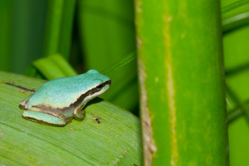 Hyla meridionalis, ranita meridional de color azul sobre el tallo verde.