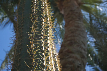 Palm tree and cactus in Brisbane, Australia