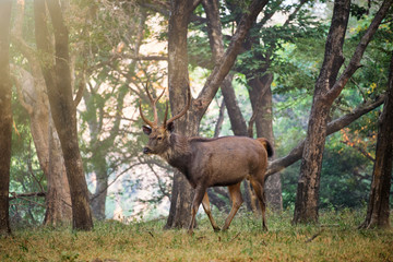 Male sambar (Rusa unicolor) deer eating tree leaves in the forest. Sambar is large deer native to the Indian subcontinent and listed as vulnerable spices. Ranthambore National Park, Rajasthan, India