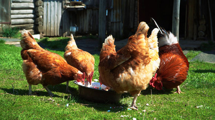Brown domestic chickens and a rooster eat food on the green spring grass