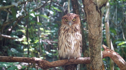 Uhu sitzend aufgerichtet auf einem Ast mit offenen Augen