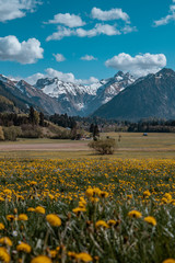Fototapeta premium Frühling im Allgäu - Löwenzahnblüte und Berge bei Oberstdorf im Oberallgäu