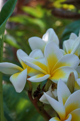 Frangipani Flower closeup. Exotic Plumeria Spa Flowers on green leaf tropical background. Beautiful Scented flosers, aromatherapy