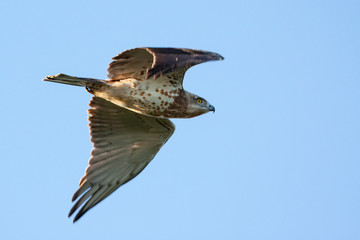 Short-toed snake eagle Circaetus gallicus flying.