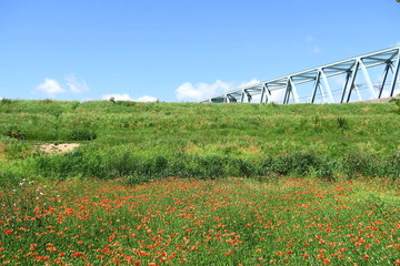 ナガミヒナゲシ咲く野原と鉄橋風景
