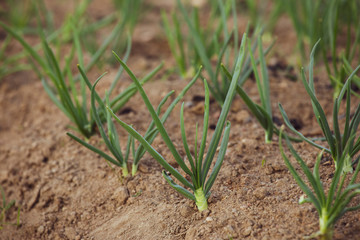 Onion sprouts in early spring at the kitchen garden