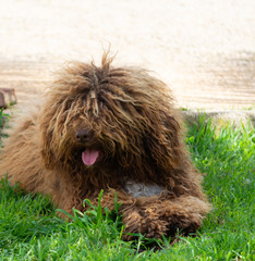 perro de aguas español con lanas largas