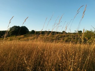 Obraz premium green garden in the forest. meadow in summer season