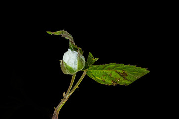 Obraz premium Wildrosenknospe