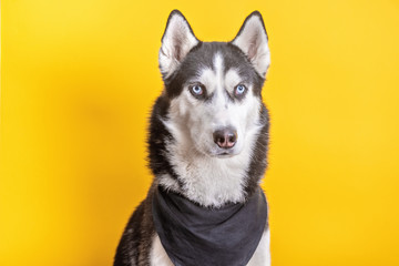 Funny husky dog in neckerchief is licked nose. Funny pet face over yellow background