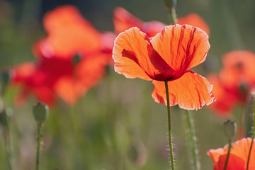 Back view of the scarlet poppy flower in  sunny day