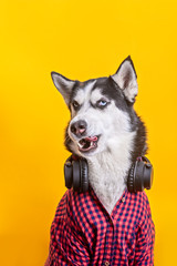 Funny husky dog with wireless earphone and in plaid shirt is showed tongue. Funny pet face over yellow background