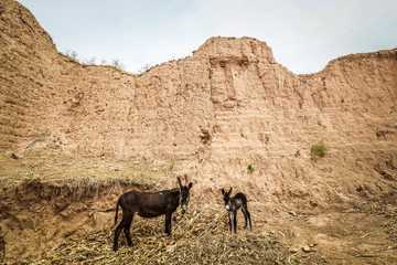 Donkeys on the Loess Plateau of Shaanxi Province, China