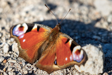 butterfly on the ground on a sunny day