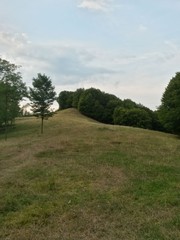 green garden in the forest. meadow in summer season