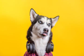 Funny husky dog with wireless earphone and in plaid shirt is showed tongue. Funny pet face over...