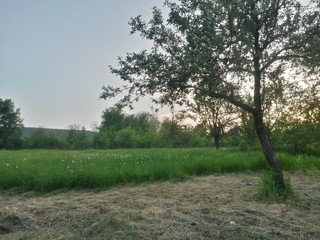 green garden in the forest. meadow in summer season