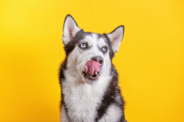 Funny husky dog is licked nose. Funny pet face over yellow background