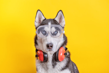 Funny husky dog worker in builder glasses and headphone to ear protection © iwavephoto